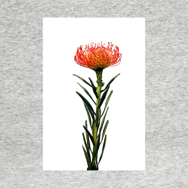 Flowering Pincushion Protea by scotch